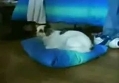 Familienpaare lieben es, ihren gratis fickfilme de Sex auszuziehen